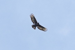 Stephanoaetus coronatus