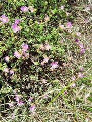 Lampranthus falciformis