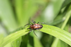 Alpaida gallardoi