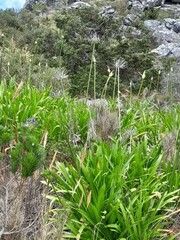 Agapanthus praecox
