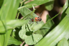 Alpaida gallardoi