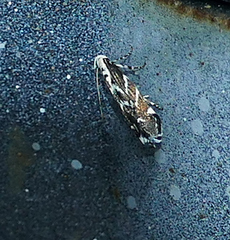 Aristotelia hexacopa