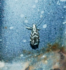 Aristotelia hexacopa