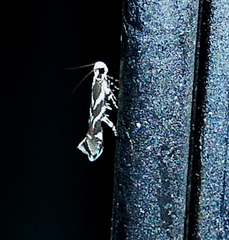 Aristotelia hexacopa