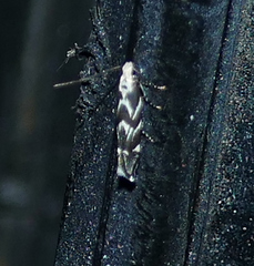 Aristotelia hexacopa