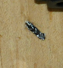 Aristotelia hexacopa