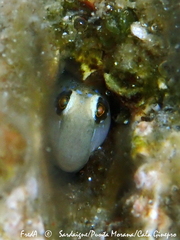 Microlipophrys dalmatinus