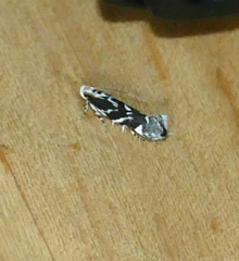 Aristotelia hexacopa