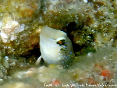 Microlipophrys dalmatinus