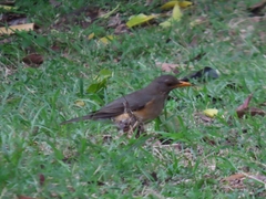 Turdus pelios