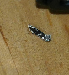 Aristotelia hexacopa