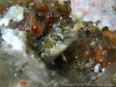 Microlipophrys dalmatinus