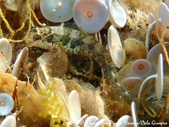 Parablennius incognitus