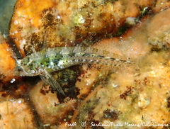 Parablennius incognitus