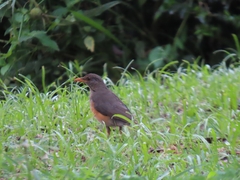 Turdus pelios