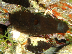 Phallusia fumigata