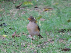 Turdus pelios