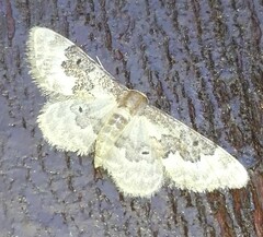 Idaea rusticata