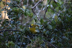 Pycnonotus penicillatus