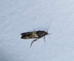 Walshia miscecolorella