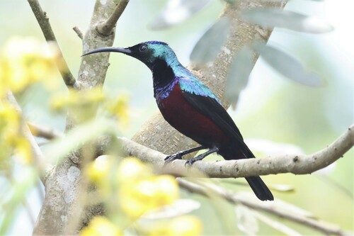 Suimanga Soberbio (Cinnyris superbus)