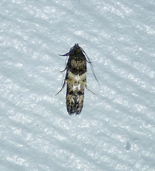 Walshia miscecolorella