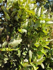 Eucryphia cordifolia