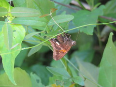 Eudaminae