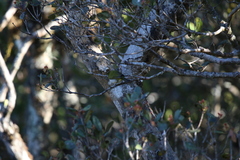 Zosterops ceylonensis