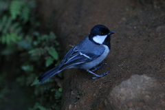 Parus cinereus