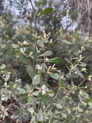 Baccharis glomeruliflora
