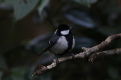 Parus cinereus