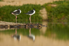 Himantopus mexicanus knudseni