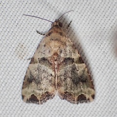 Cobubatha metaspilaris