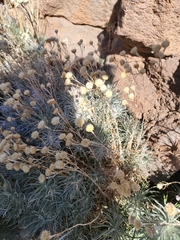 Carlina xeranthemoides image