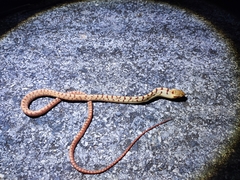 Boiga siamensis