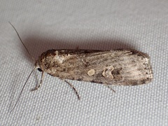 Spodoptera exigua