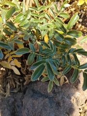 Bencomia