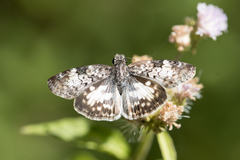 Chiomara asychis