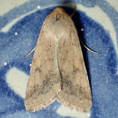 Helicoverpa zea