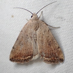 Micrathetis triplex