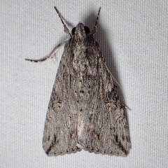 Melipotis jucunda