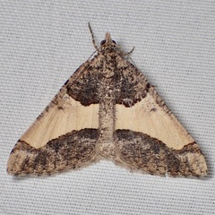 Frederickia hypaethrata