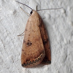 Micrathetis