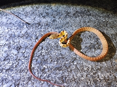 Boiga siamensis