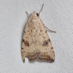 Micrathetis triplex