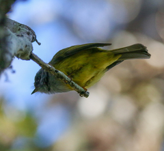 Culicicapa ceylonensis