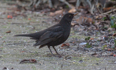 Turdus merula