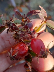 Rosa canina