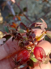 Rosa canina